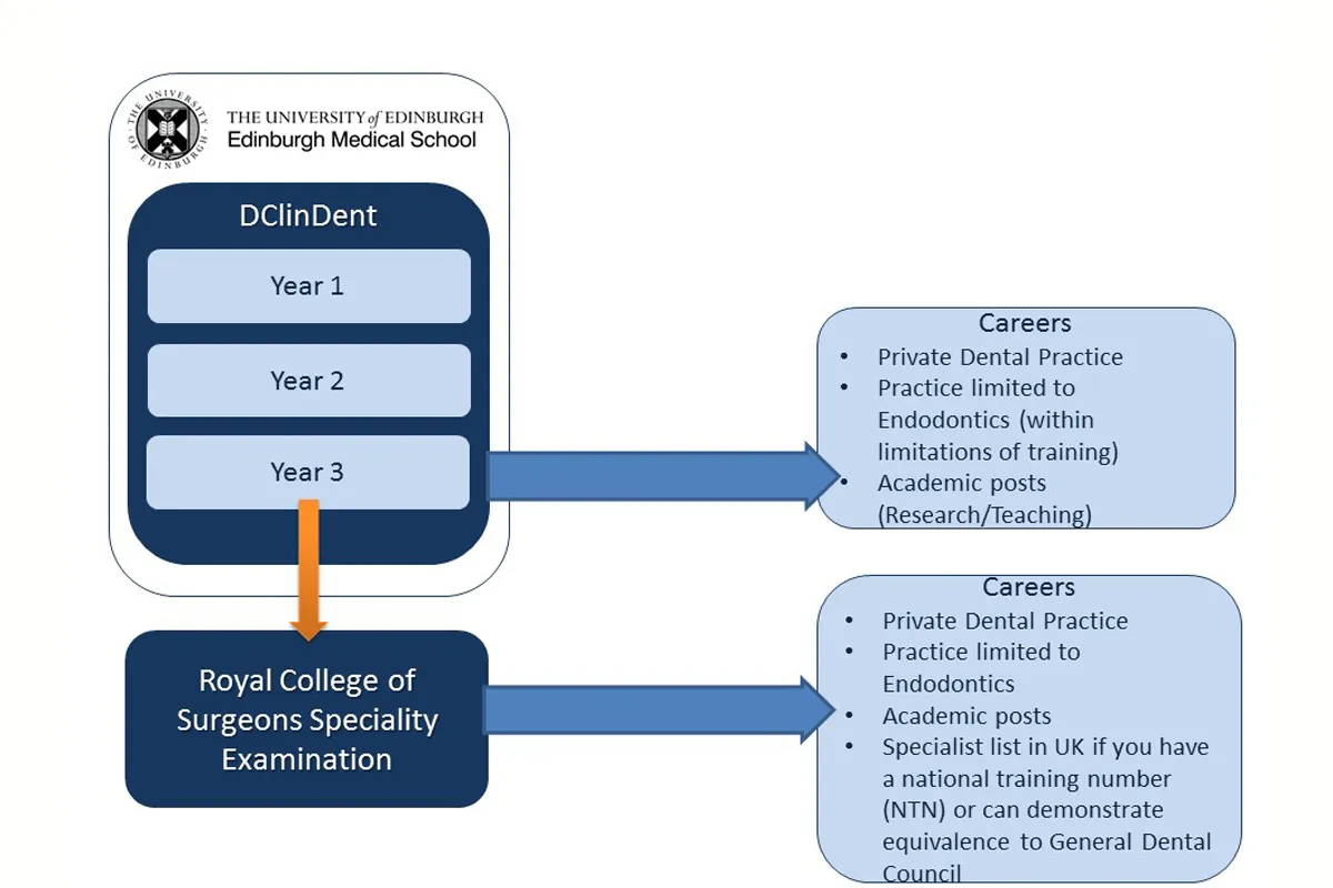 Endodontics DClinDent structure